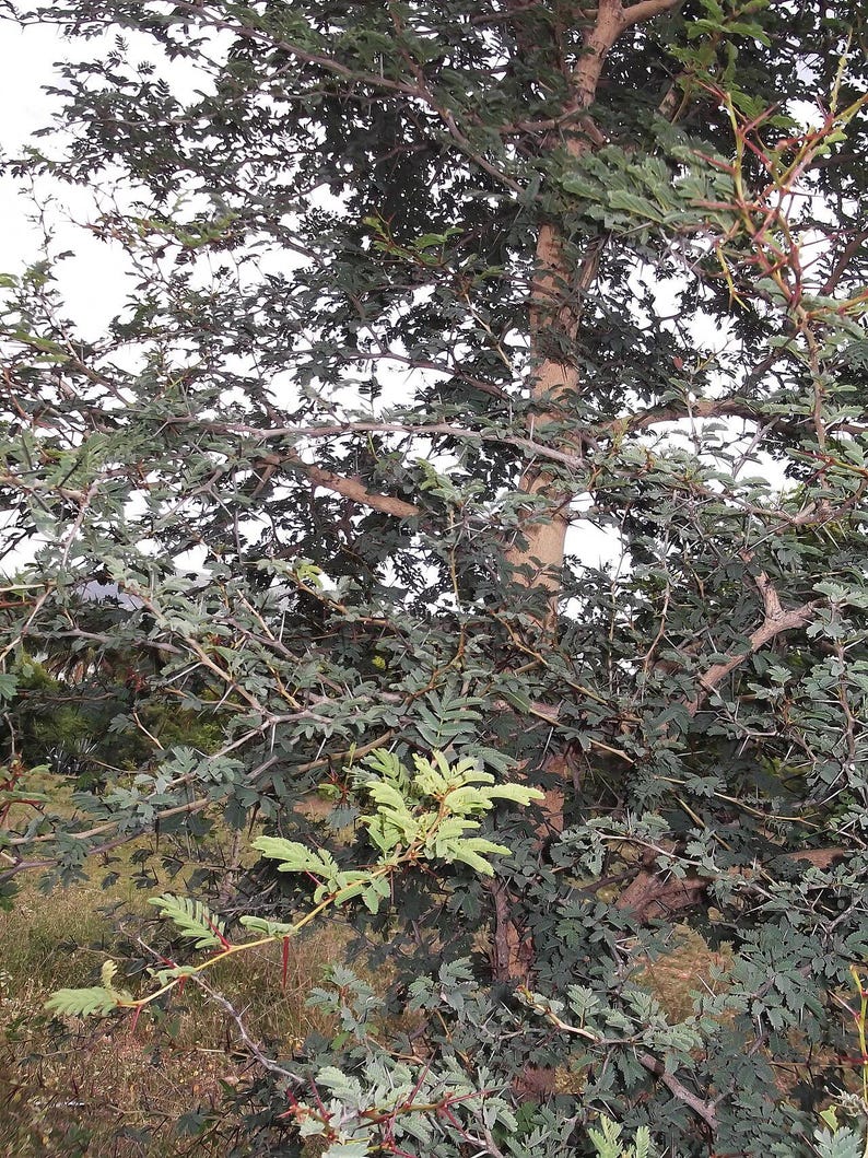 30-60 semillas de acacia de corteza blanca, Acacia Leucophloea, acacia de tallo blanco, acacia espinosa, acacia india, semillas de árboles tropicales imagen 4