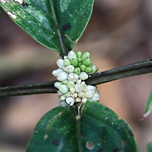 Oldenlandia Frön – Sällsynt Botanisk Vildblomma, Stjärnliknande Blommor (20-50 Styck) bild 6
