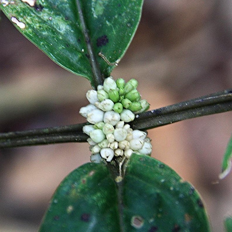 Oldenlandia Frön – Sällsynt Botanisk Vildblomma, Stjärnliknande Blommor (20-50 Styck) bild 6