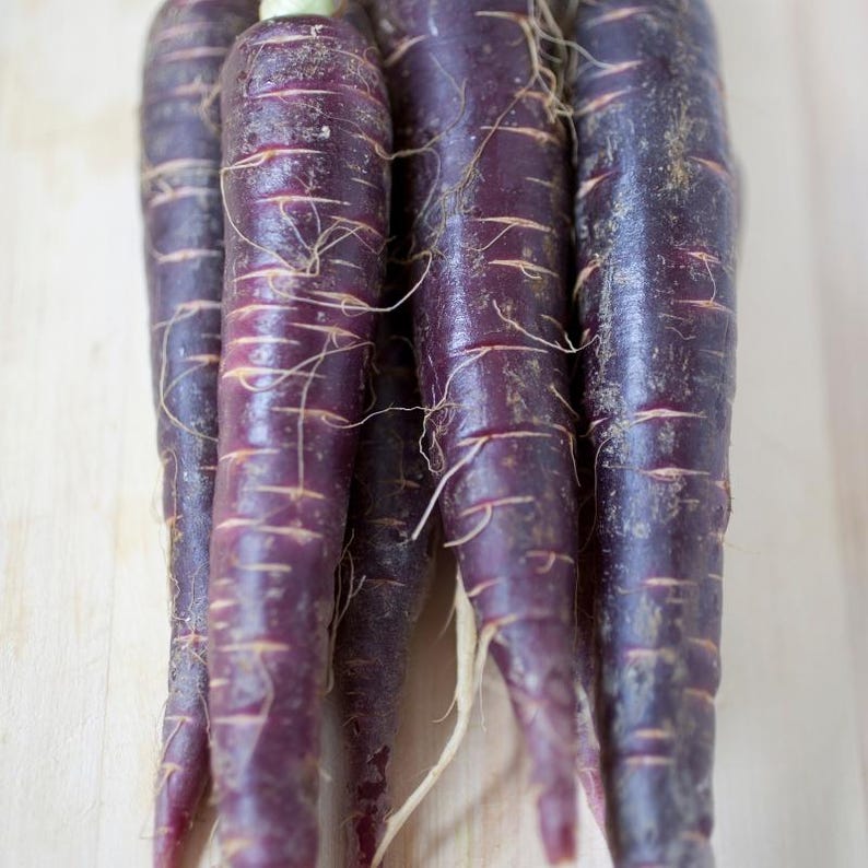 Más de 200 semillas de zanahoria negra, Daucus carota, zanahoria morada negra, hortaliza de raíz. imagen 6