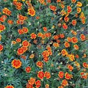 Peut inclure: Un groupe dense de fleurs de souci pr&eacute;sentant des p&eacute;tales orange et jaunes vibrants avec des centres brun rouge&acirc;tre. Les fleurs sont entrem&ecirc;l&eacute;es de fines feuilles vertes dentel&eacute;es et de nombreux boutons floraux sur des tiges vertes fines.