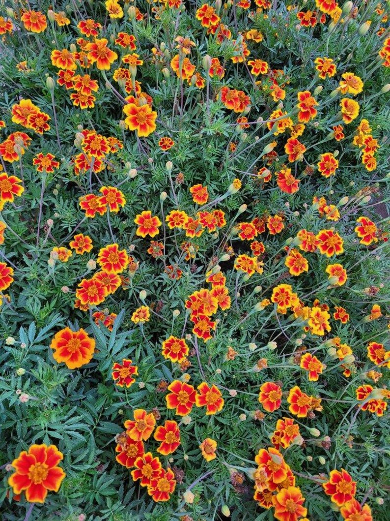 Peut inclure: Un groupe dense de fleurs de souci pr&eacute;sentant des p&eacute;tales orange et jaunes vibrants avec des centres brun rouge&acirc;tre. Les fleurs sont entrem&ecirc;l&eacute;es de fines feuilles vertes dentel&eacute;es et de nombreux boutons floraux sur des tiges vertes fines.