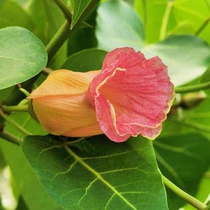 May include: A single flower with a trumpet-shaped bloom featuring a gradient of soft orange at the base transitioning into a vibrant pink at the ruffled edges. The flower is surrounded by several broad, heart-shaped green leaves with visible veins.
