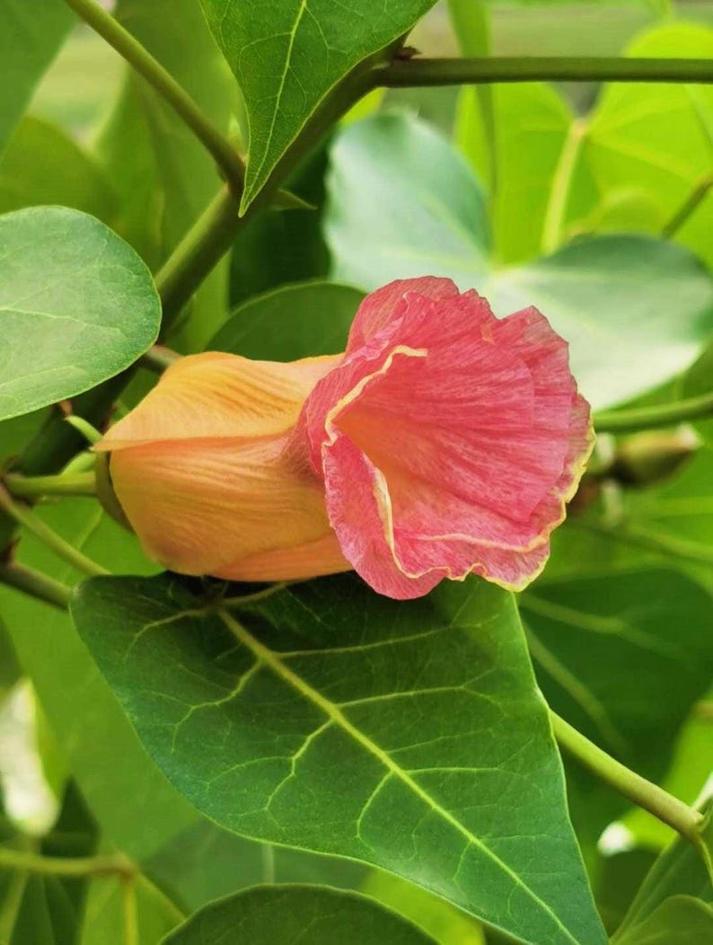 May include: A single flower with a trumpet-shaped bloom featuring a gradient of soft orange at the base transitioning into a vibrant pink at the ruffled edges. The flower is surrounded by several broad, heart-shaped green leaves with visible veins.