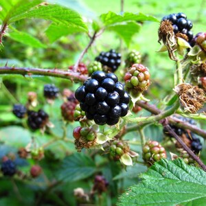 20-100 zaden van de Himalaya-braam, Rubus, wilde bergbessenstruik afbeelding 8