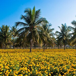100+ Orange African Marigold Seeds, Tagetes Erecta, Giant Marigold, Large Orange Flowers, Summer Garden image 3