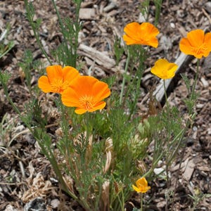 100+ Eschscholzia Mix Seeds, California Poppy, Eschscholzia Californica, Mixed Color Poppy Flowers, Easy Annual Garden Flowers image 3