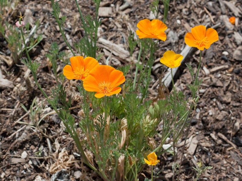 100+ Eschscholzia Mix Seeds, California Poppy, Eschscholzia Californica, Mixed Color Poppy Flowers, Easy Annual Garden Flowers image 3