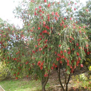 100-300 Samen der Trauer-Zylinderbürste (Melaleuca viminalis, Callistemon viminalis, Rote Zylinderbürste), 100+ Samen Bild 8