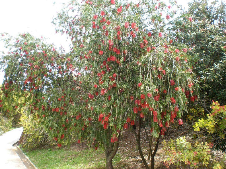 100-300 Samen der Trauer-Zylinderbürste (Melaleuca viminalis, Callistemon viminalis, Rote Zylinderbürste), 100+ Samen Bild 8