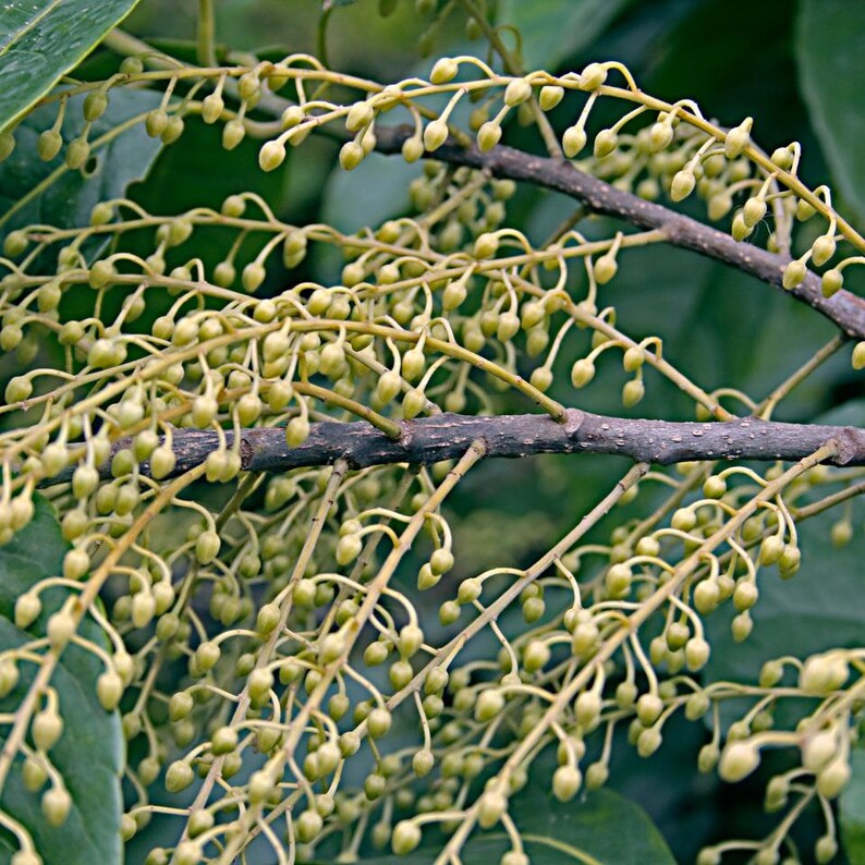 5-10 Semillas de Elaeocarpus Ganitrus, Semillas de árboles Rudraksha, Elaeocarpus sphaericus imagen 12