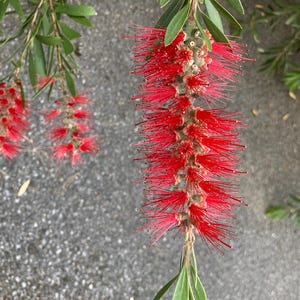 100-300 Samen der Trauer-Zylinderbürste (Melaleuca viminalis, Callistemon viminalis, Rote Zylinderbürste), 100+ Samen Bild 12