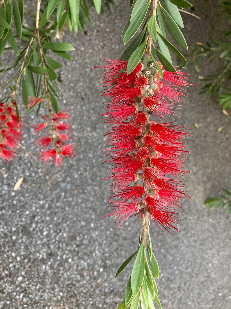 100-300 Samen der Trauer-Zylinderbürste (Melaleuca viminalis, Callistemon viminalis, Rote Zylinderbürste), 100+ Samen Bild 12