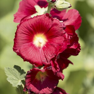Peut inclure: Une rose tr&eacute;mi&egrave;re haute pr&eacute;sentant plusieurs fleurs rouge fonc&eacute; aux p&eacute;tales froiss&eacute;s et au c&oelig;ur jaune vif. Les fleurs sont dispos&eacute;es le long d'une tige verte centrale, accompagn&eacute;es de quelques boutons floraux ferm&eacute;s et de feuilles vertes.