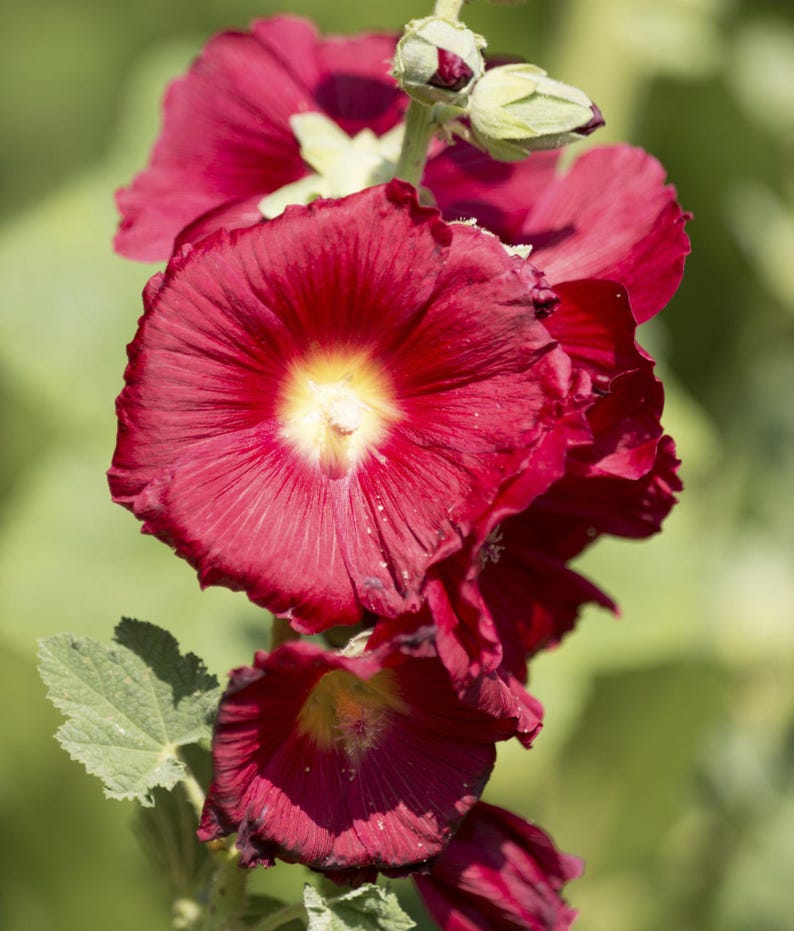 Peut inclure: Une rose tr&eacute;mi&egrave;re haute pr&eacute;sentant plusieurs fleurs rouge fonc&eacute; aux p&eacute;tales froiss&eacute;s et au c&oelig;ur jaune vif. Les fleurs sont dispos&eacute;es le long d'une tige verte centrale, accompagn&eacute;es de quelques boutons floraux ferm&eacute;s et de feuilles vertes.