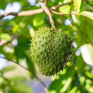 Peut inclure: Un corossol unique suspendu &agrave; une branche d'arbre. Le fruit pr&eacute;sente un ext&eacute;rieur vert fonc&eacute; en forme de c&oelig;ur, recouvert de nombreuses &eacute;pines souples, flexibles et incurv&eacute;es. La peau semble textur&eacute;e et ferme, suspendue par une tige ligneuse.