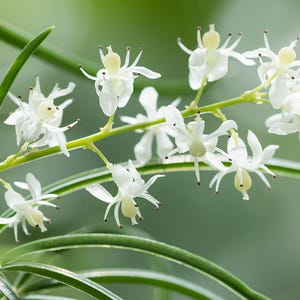 May include: A cluster of small white flowers with pale yellow centres and thin, delicate petals arranged along a bright green stem. The plant features long, slender, dark green leaves that curve gracefully beneath the blooming flower stalk.