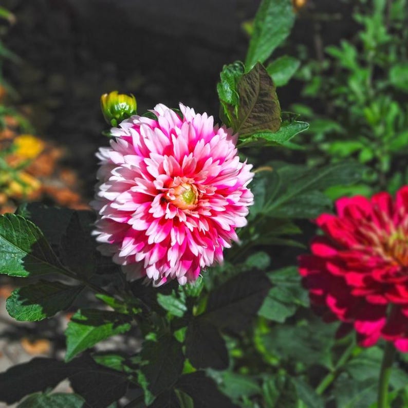 Mais de 50 sementes de zínia dupla mista, Zinnia elegans, flores de cores variadas, flor de corte. imagem 3