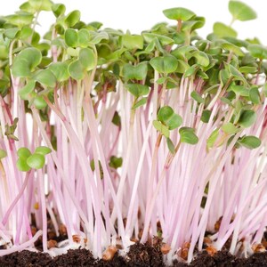 Über 100 Samen der chinesischen Rosenrettichsorte Raphanus sativus (Rosa Rettich), Wurzelgemüse Bild 7