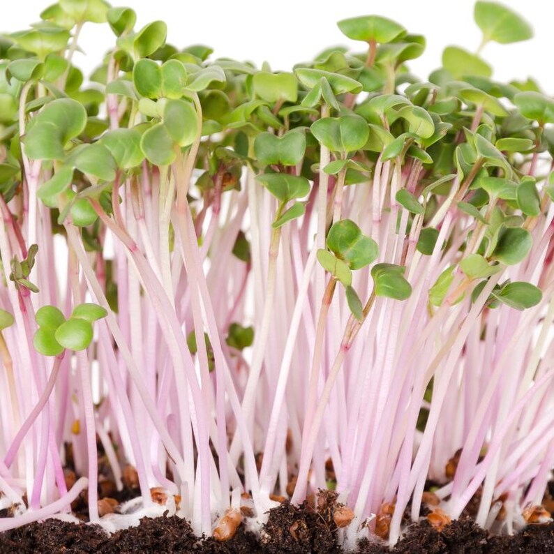 Über 100 Samen der chinesischen Rosenrettichsorte Raphanus sativus (Rosa Rettich), Wurzelgemüse Bild 7