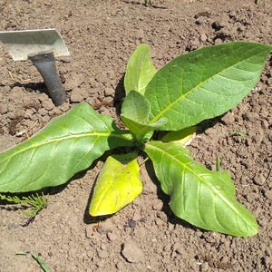 Peut inclure: Une jeune plante verte aux feuilles larges et lisses poussant dans un sol brun, accompagn&eacute;e d'une petite truelle de jardin en m&eacute;tal partiellement enfonc&eacute;e dans la terre &agrave; proximit&eacute;. La plante pr&eacute;sente des nervures visibles sur le feuillage.