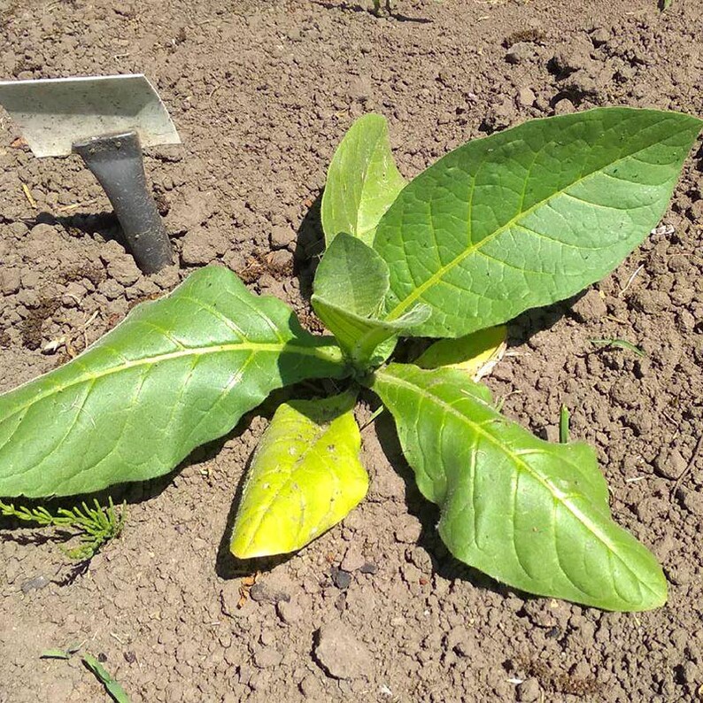 Peut inclure: Une jeune plante verte aux feuilles larges et lisses poussant dans un sol brun, accompagn&eacute;e d'une petite truelle de jardin en m&eacute;tal partiellement enfonc&eacute;e dans la terre &agrave; proximit&eacute;. La plante pr&eacute;sente des nervures visibles sur le feuillage.