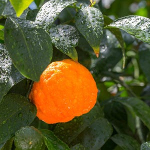 10+ Sweet Orange Seeds, Citrus sinensis, Citrus Tree image 4
