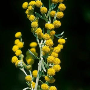 Über 200 Samen des Gemeinen Beifußes (Artemisia vulgaris), einer wilden, aromatischen Pflanze Bild 2