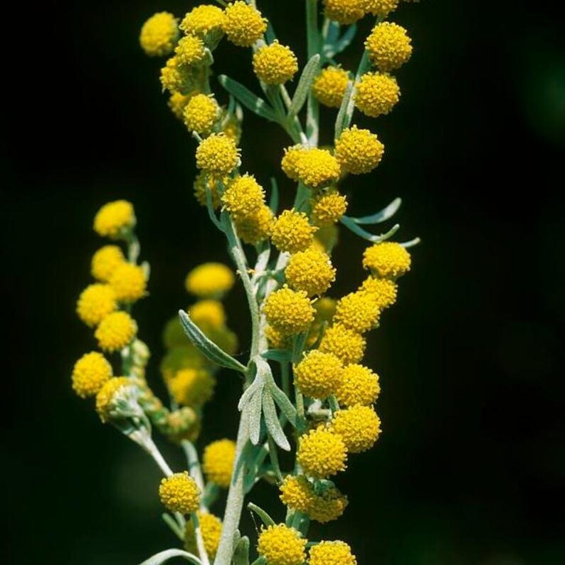 Über 200 Samen des Gemeinen Beifußes (Artemisia vulgaris), einer wilden, aromatischen Pflanze Bild 2