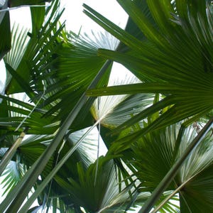 5-10 Chinese Fan Palm Seeds, Livistona chinensis, Fountain Palm image 7
