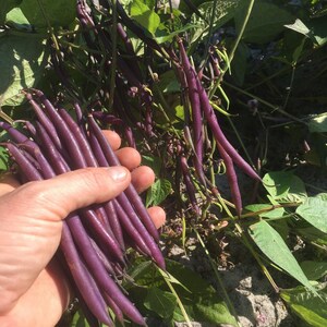Peut inclure: Un bouquet de haricots violets longs et fins tenus ensemble, avec d'autres haricots violets suspendus &agrave; des vignes et des feuilles vertes en arri&egrave;re-plan. Les haricots ont une peau lisse d'un violet profond et sont r&eacute;colt&eacute;s sur la plante.