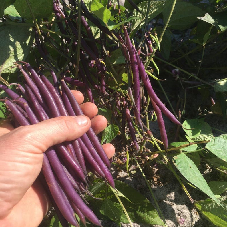 Peut inclure: Un bouquet de haricots violets longs et fins tenus ensemble, avec d'autres haricots violets suspendus &agrave; des vignes et des feuilles vertes en arri&egrave;re-plan. Les haricots ont une peau lisse d'un violet profond et sont r&eacute;colt&eacute;s sur la plante.