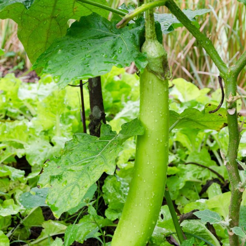 Más de 100 semillas de berenjena larga verde, Solanum melongena, berenjena larga verde, berenjena india imagen 3