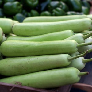 10+ Flaschenkürbis-Samen (Ramdev), Lagenaria siceraria, Kürbisse, Flaschenkürbisse und Melonen Bild 2