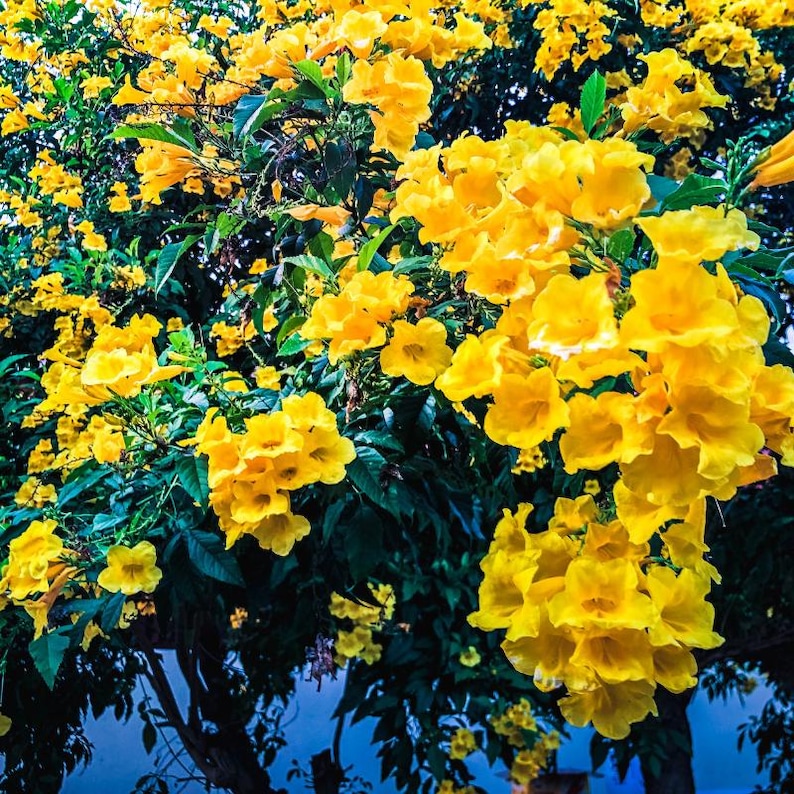 60-300 semi di sambuco giallo, Tecoma stans, campanule gialle, arbusto fiorito immagine 2