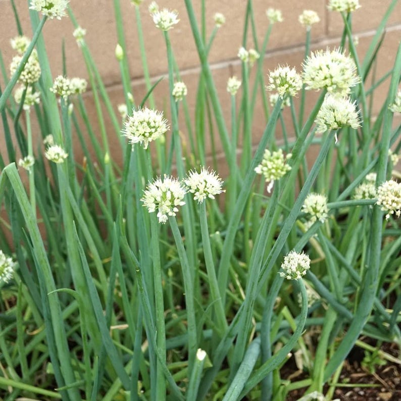 ネギの種30粒以上、学名：Allium fistulosum、白花ネギ 画像 10