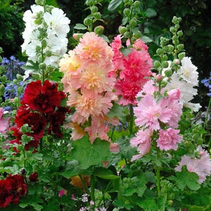 Peut inclure: Des tiges de roses tr&eacute;mi&egrave;res hautes avec des grappes de fleurs doubles et fris&eacute;es dans des tons de blanc, rouge fonc&eacute;, p&ecirc;che et rose clair. Les plantes pr&eacute;sentent de grandes feuilles vertes lob&eacute;es et de nombreux boutons floraux.