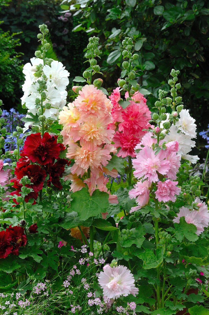 Peut inclure: Des tiges de roses tr&eacute;mi&egrave;res hautes avec des grappes de fleurs doubles et fris&eacute;es dans des tons de blanc, rouge fonc&eacute;, p&ecirc;che et rose clair. Les plantes pr&eacute;sentent de grandes feuilles vertes lob&eacute;es et de nombreux boutons floraux.