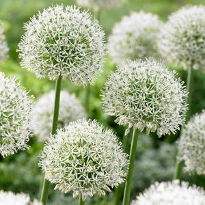 ネギの種30粒以上、学名：Allium fistulosum、白花ネギ 画像 8