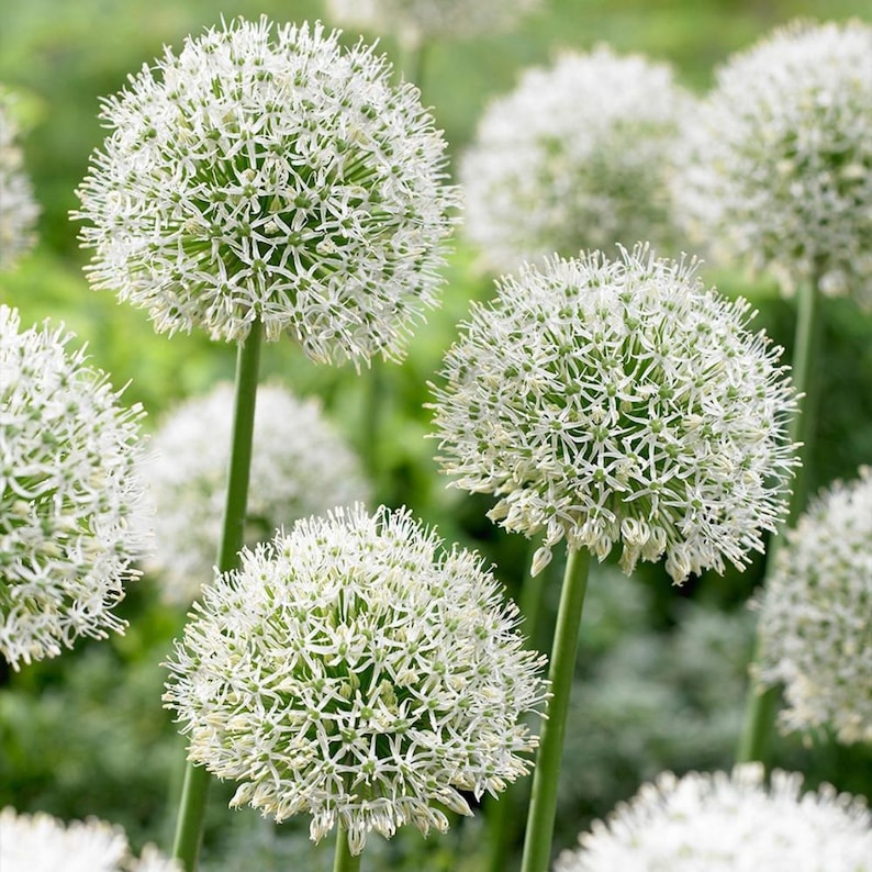 ネギの種30粒以上、学名：Allium fistulosum、白花ネギ 画像 8