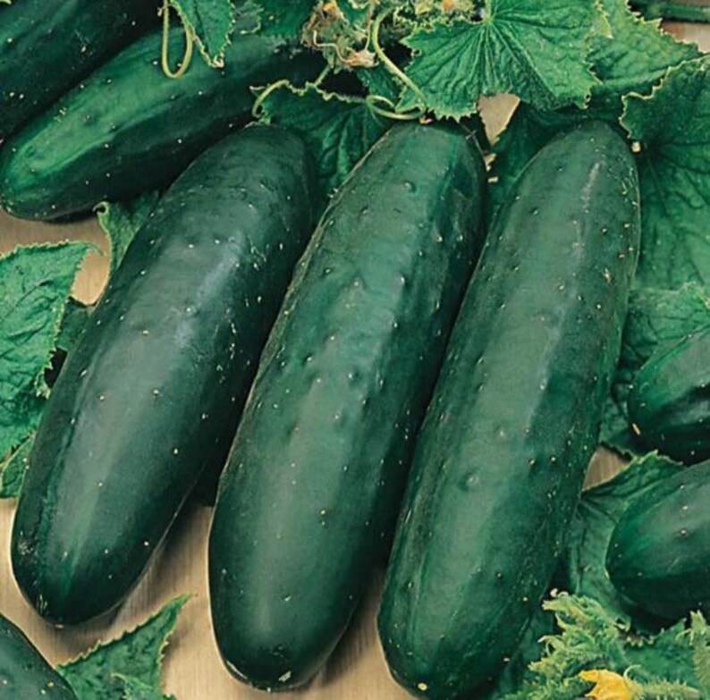 May include: Several dark green cucumbers with bumpy, textured skin and small white prickles. The cucumbers are elongated and cylindrical in shape, nestled among large, jagged-edged green leaves and thin, curling vine tendrils.