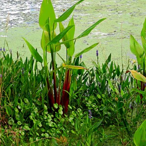 5-10 Thalia Geniculata Seeds, Alligator Flag, Fire Flag, Aquatic Ornamental Plant image 6