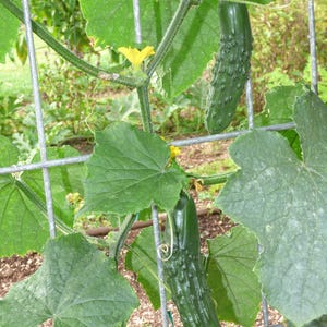 25+ Marketmore Cucumber Seeds, Cucumis sativus, Marketmore 76, Slicing Cucumber image 3
