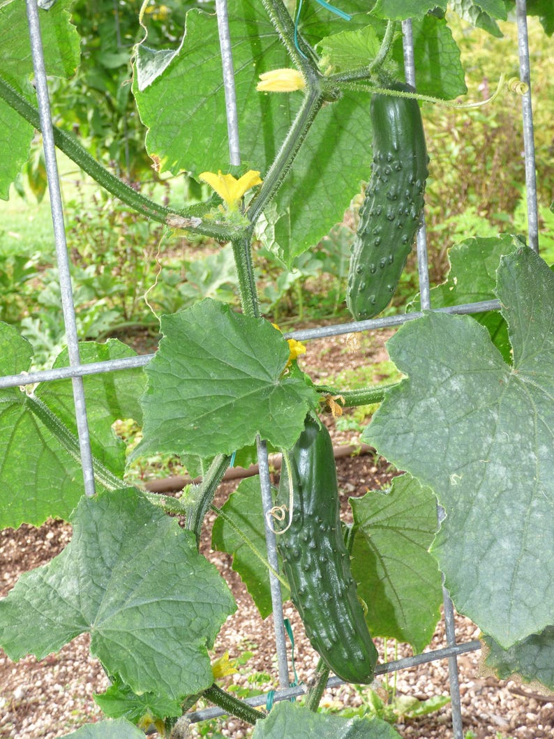 25+ Marketmore Cucumber Seeds, Cucumis sativus, Marketmore 76, Slicing Cucumber image 3