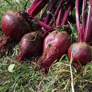 Ponad 100 nasion buraka ćwikłowego rubinowego, Beta vulgaris, warzywo korzeniowe zdjęcie 5