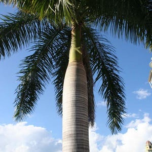 Puede incluir: Una palmera alta con un tronco cil&iacute;ndrico, liso y de color gris claro que se transforma en un fuste verde vibrante. El &aacute;rbol presenta largas frondas pinnadas de color verde oscuro que se arquean hacia el cielo azul despejado.