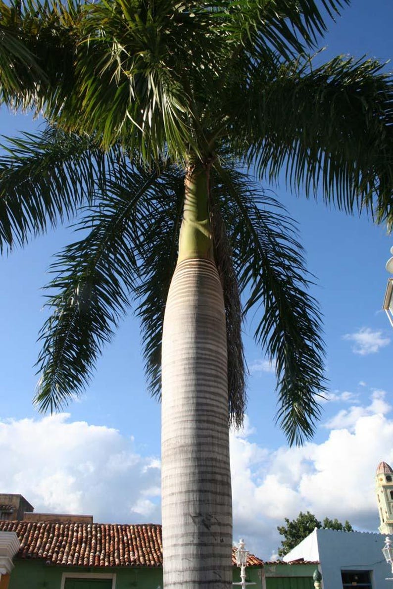 Puede incluir: Una palmera alta con un tronco cil&iacute;ndrico, liso y de color gris claro que se transforma en un fuste verde vibrante. El &aacute;rbol presenta largas frondas pinnadas de color verde oscuro que se arquean hacia el cielo azul despejado.