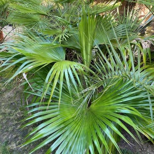 5-10 Chinese Fan Palm Seeds, Livistona chinensis, Fountain Palm image 1