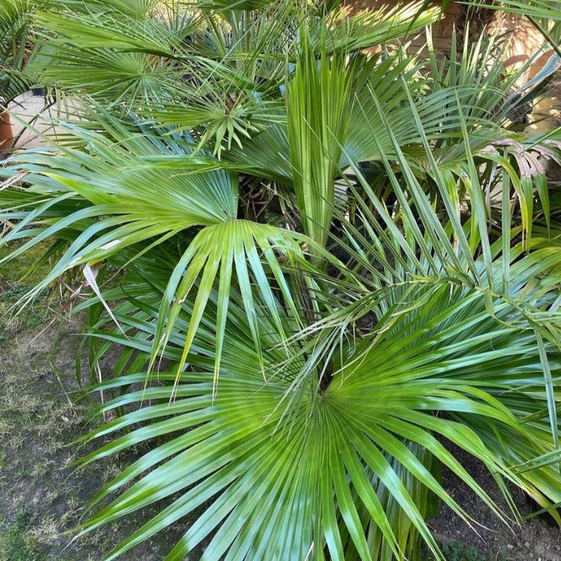 5-10 Chinese Fan Palm Seeds, Livistona chinensis, Fountain Palm image 1