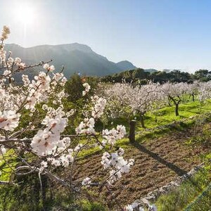 以下が含まれることがあります： 明るい太陽の下、白と淡いピンクの花が満開のアーモンドの果樹園。緑の草と茶色の土がある段々畑に木々が列をなして植えられており、背景には大きな山々と澄んだ青い空が広がっています。春の季節の風景で、木々の枝にはたくさんの花が咲いています。